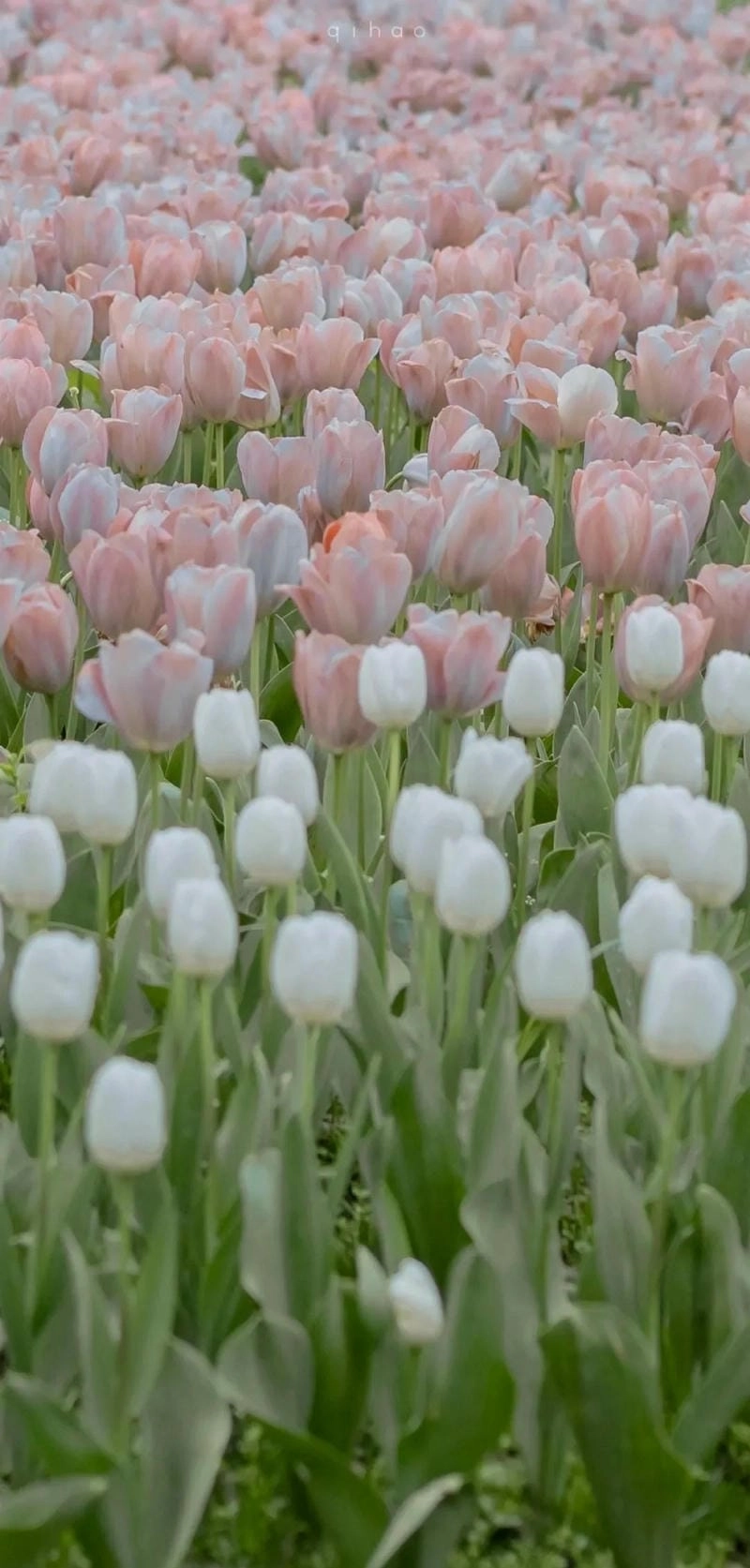 Hình nền ĐT hoa Tulip chill dễ thương