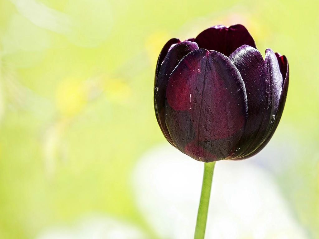 Hình nền đẹp cute hoa Tulip cho PC