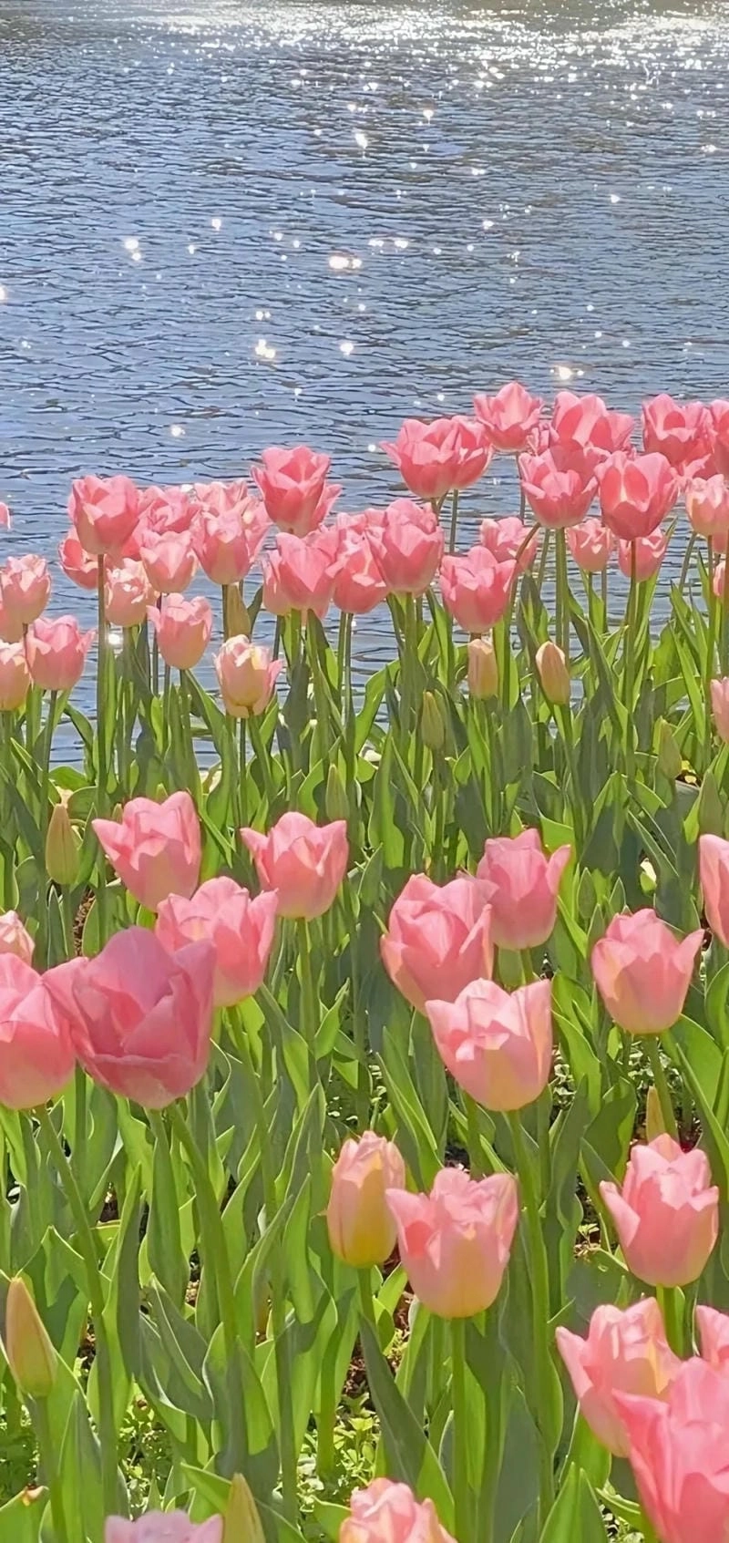 Hình nền đẹp cute hoa Tulip cho điện thoại