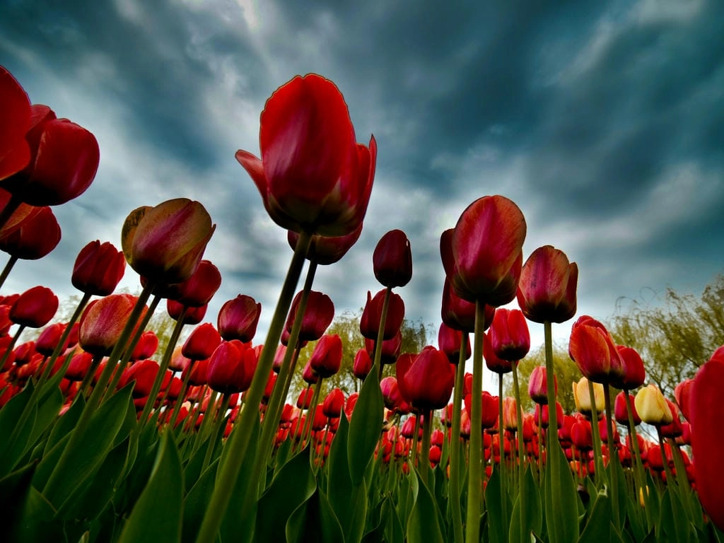 Hình nền đẹp hoa Tulip dễ thương