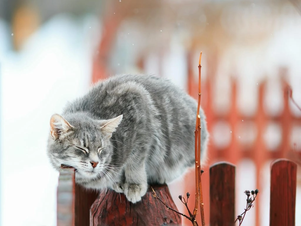 Hình nền đẹp mèo cute máy tính