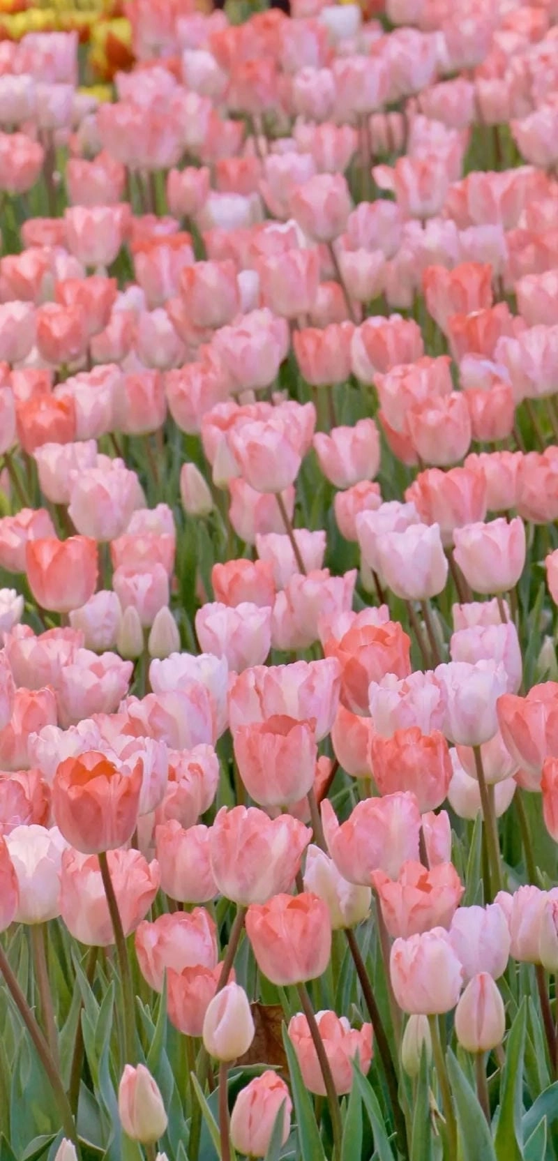 Hình nền điện thoại 3D hoa Tulip cute