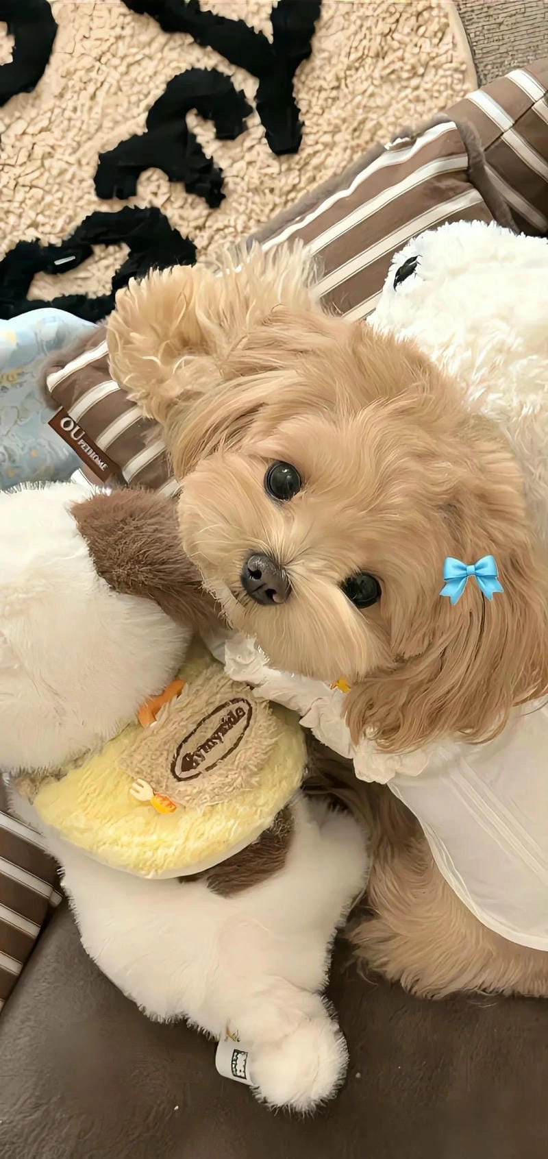 Hình nền điện thoại con chó cute dễ thương
