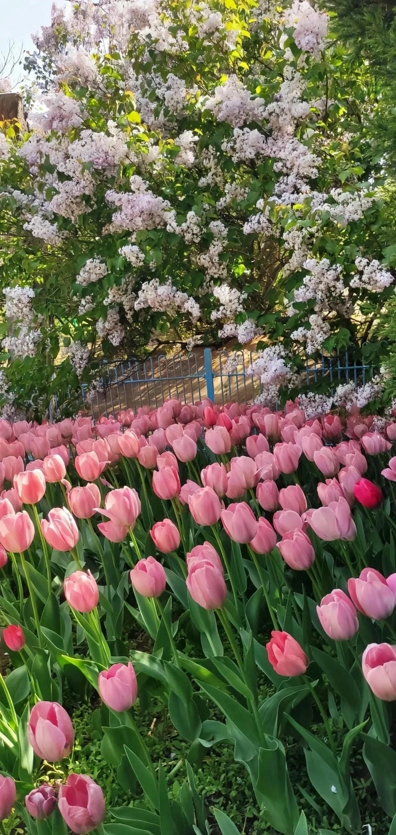 Hình nền điện thoại hoa Tulip cute
