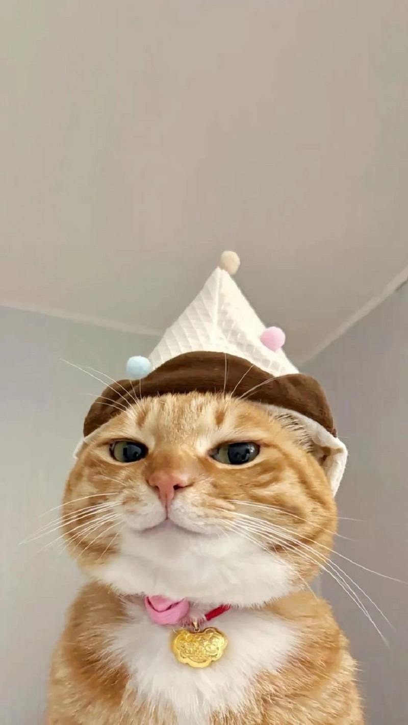 Hình nền điện thoại vô tri hài hước