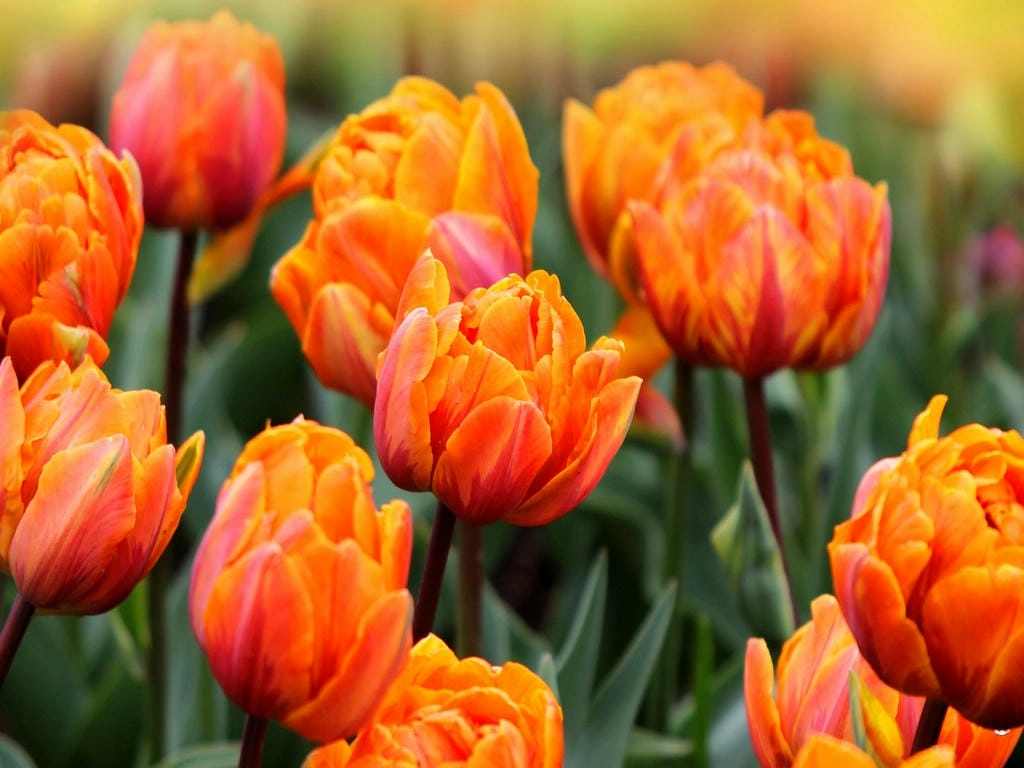 Hình nền hoa Tulip chill cute cho máy tính
