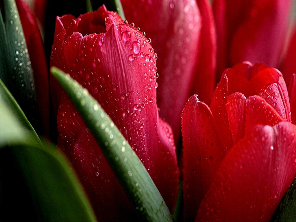 Hình nền hoa Tulip chill tone hồng
