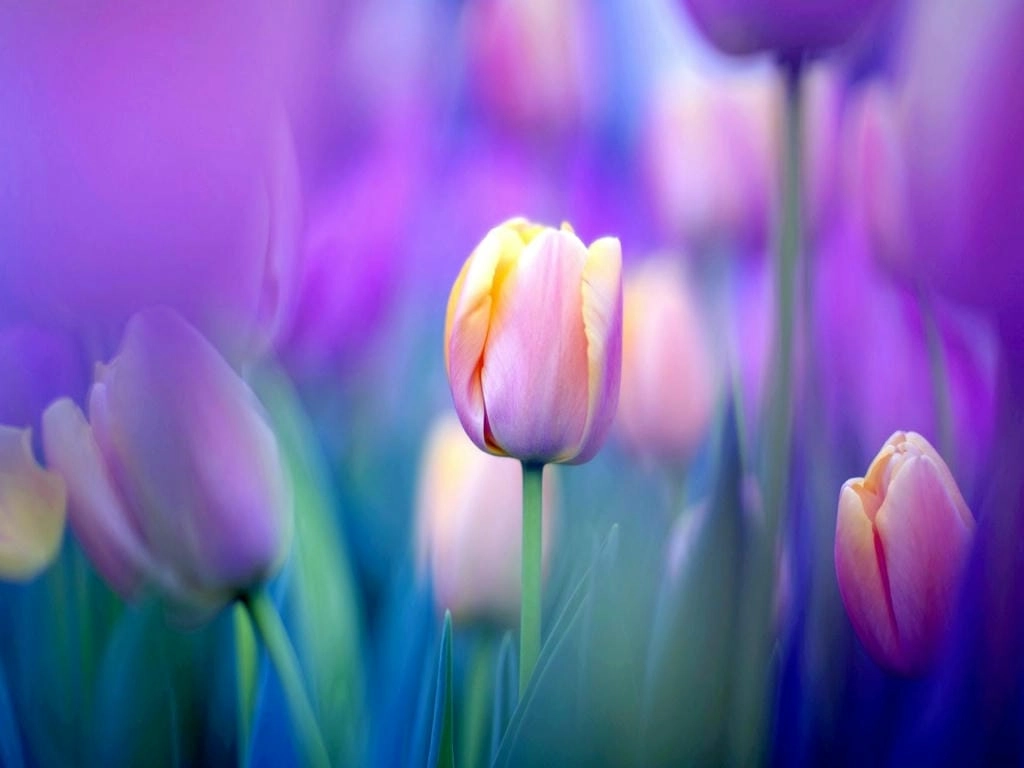 Hình nền hoa Tulip cute 3D cho máy tính