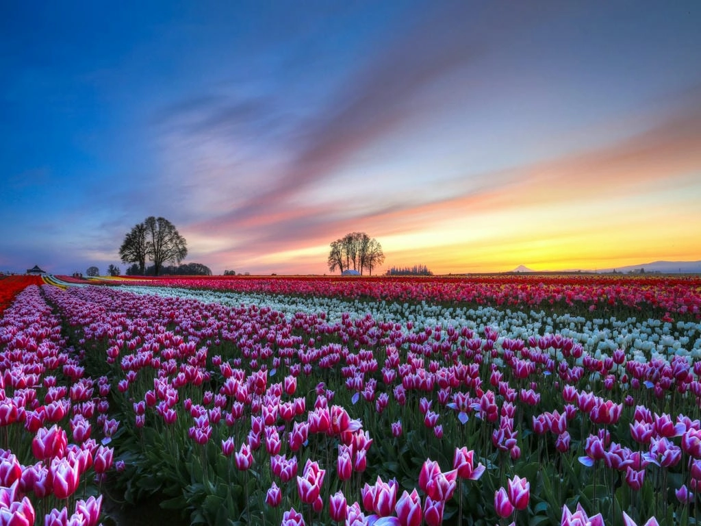 Hình nền hoa Tulip cute nhẹ nhàng cho desktop
