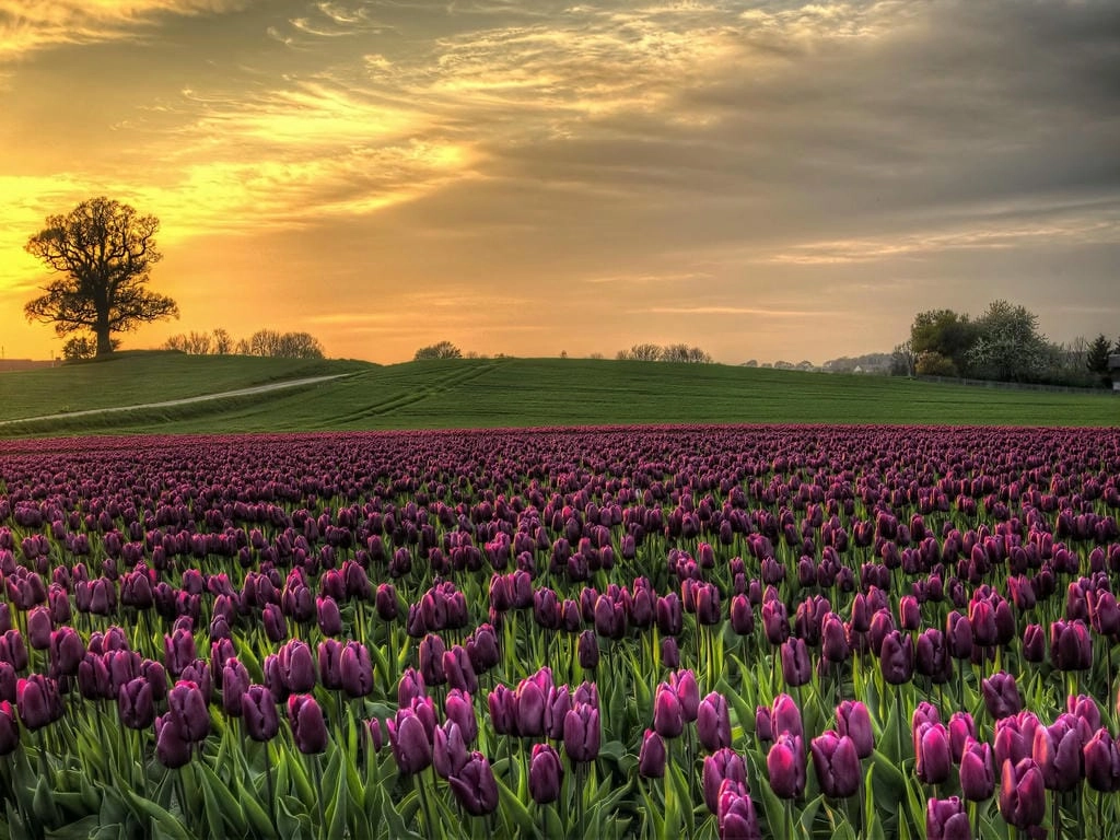 Hình nền hoa Tulip cute nhẹ nhàng