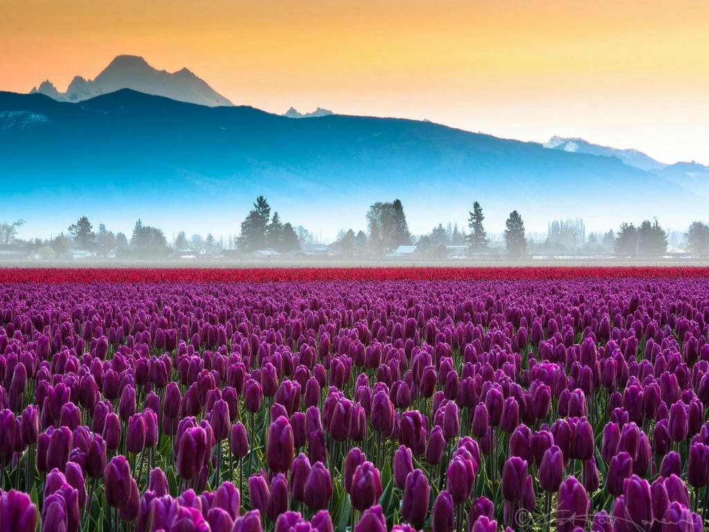 Hình nền hoa Tulip full HD cute