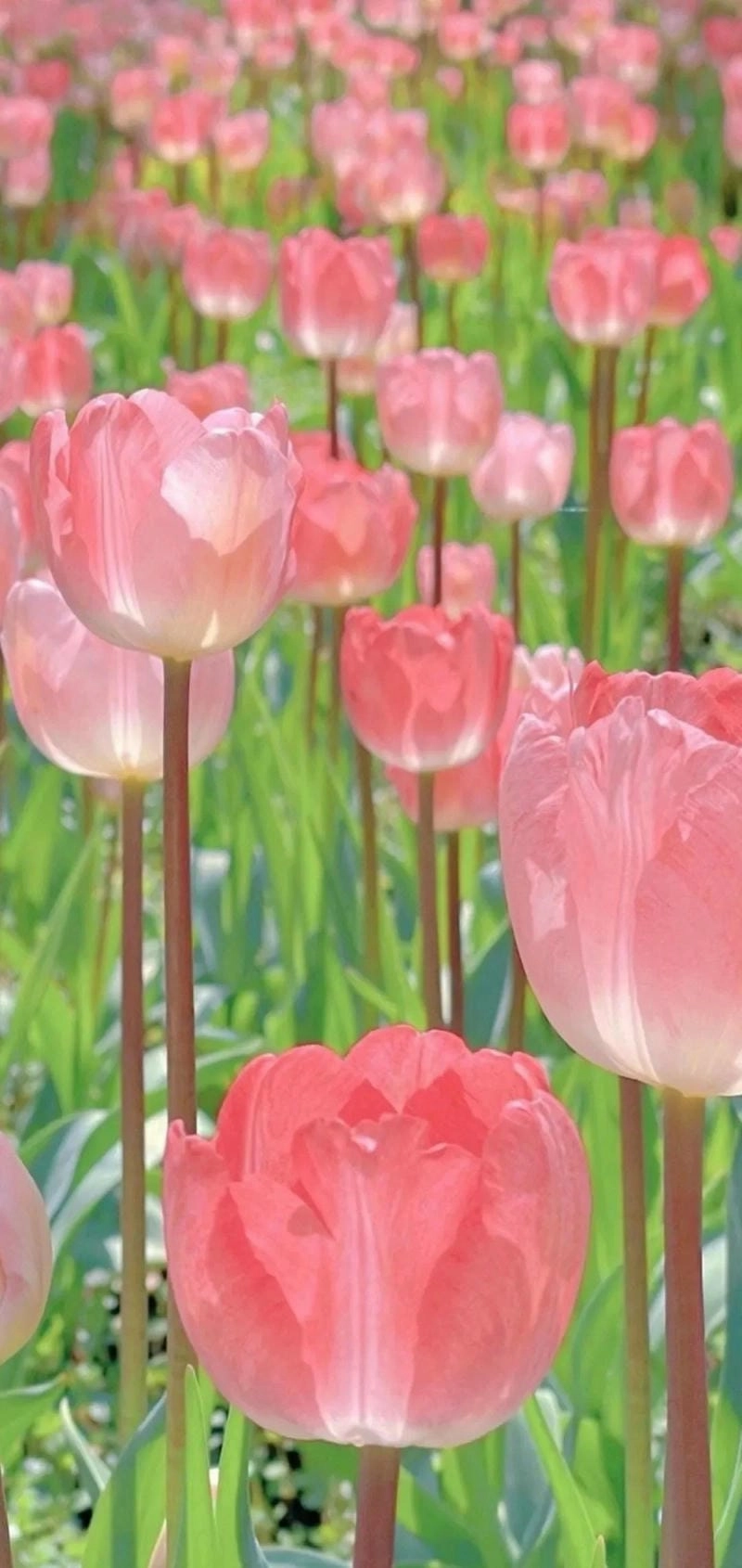 Hình nền hoa Tulip màu hồng cute