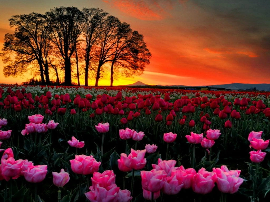 Hình nền hoa Tulip màu pastel cute