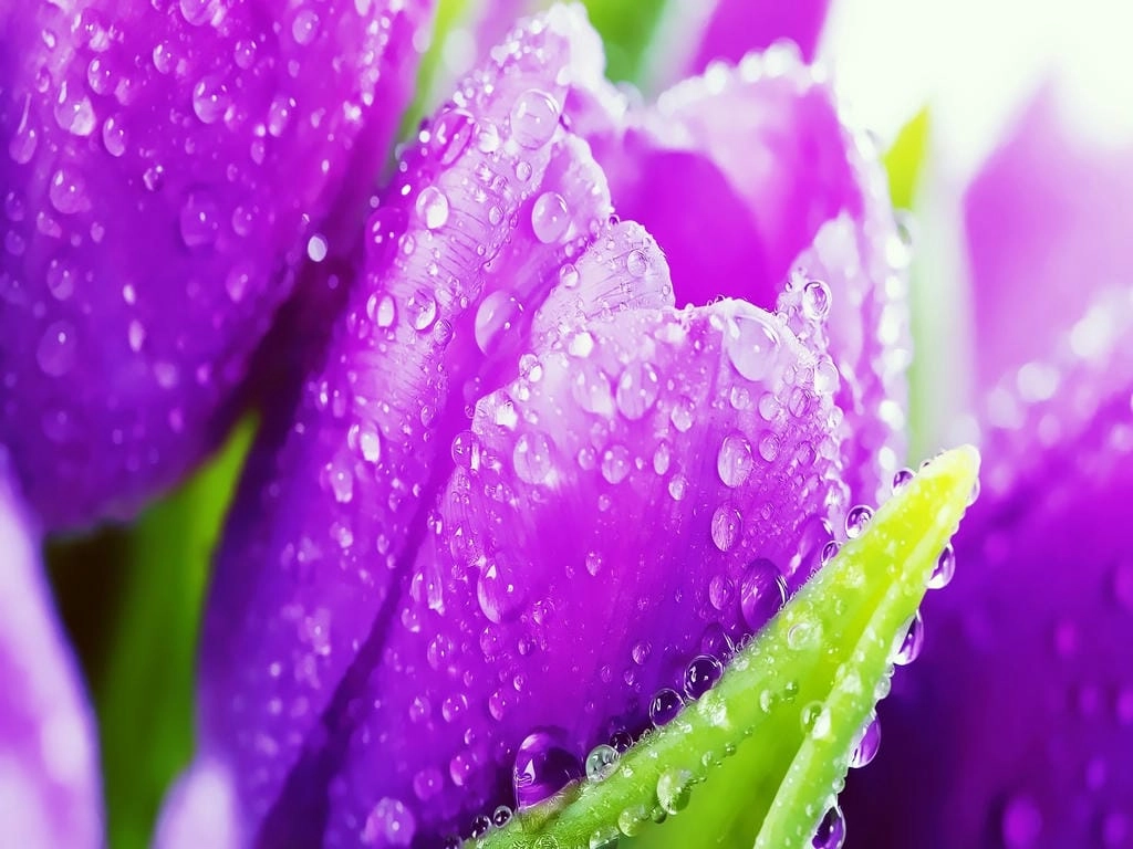 Hình nền hoa Tulip màu tím pastel