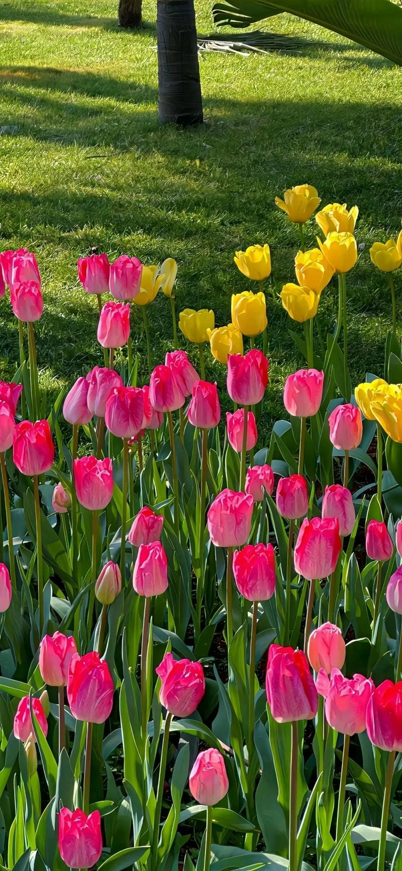 Hình nền hoa Tulip siêu cute