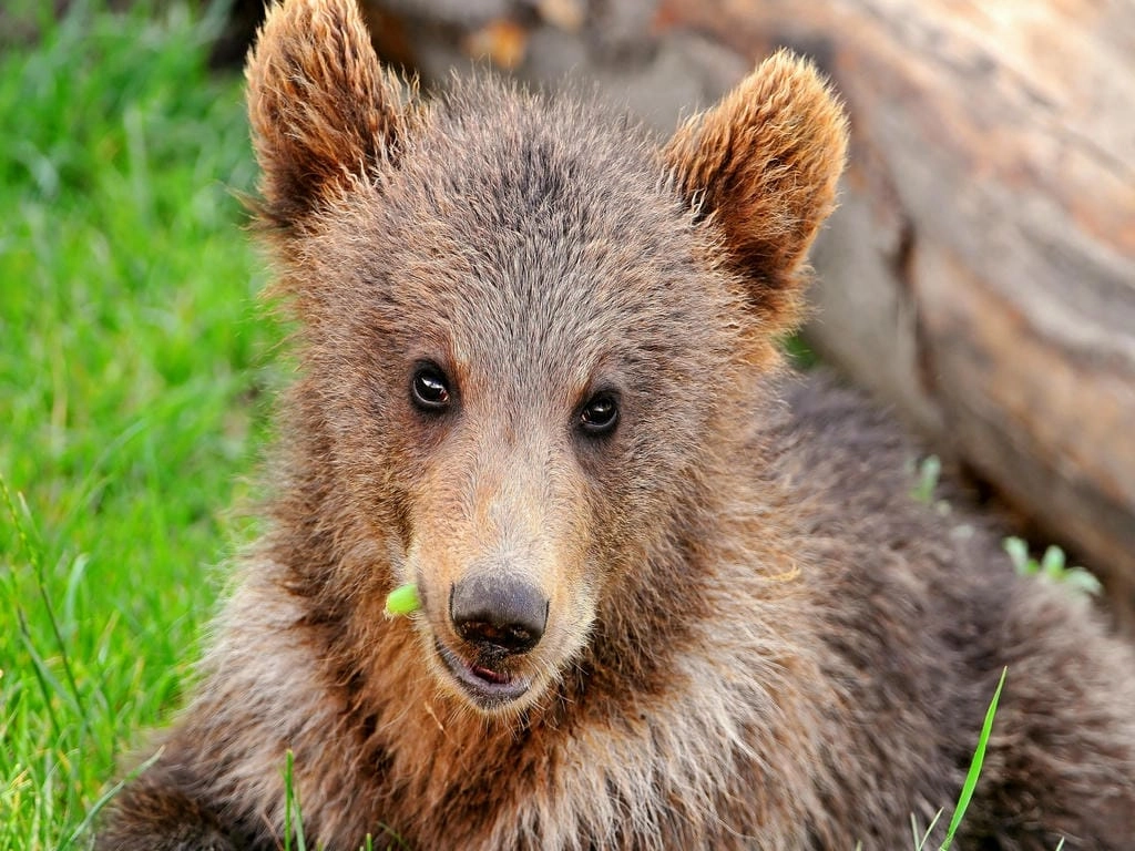 Hình nền máy tính cute Gấu Nâu