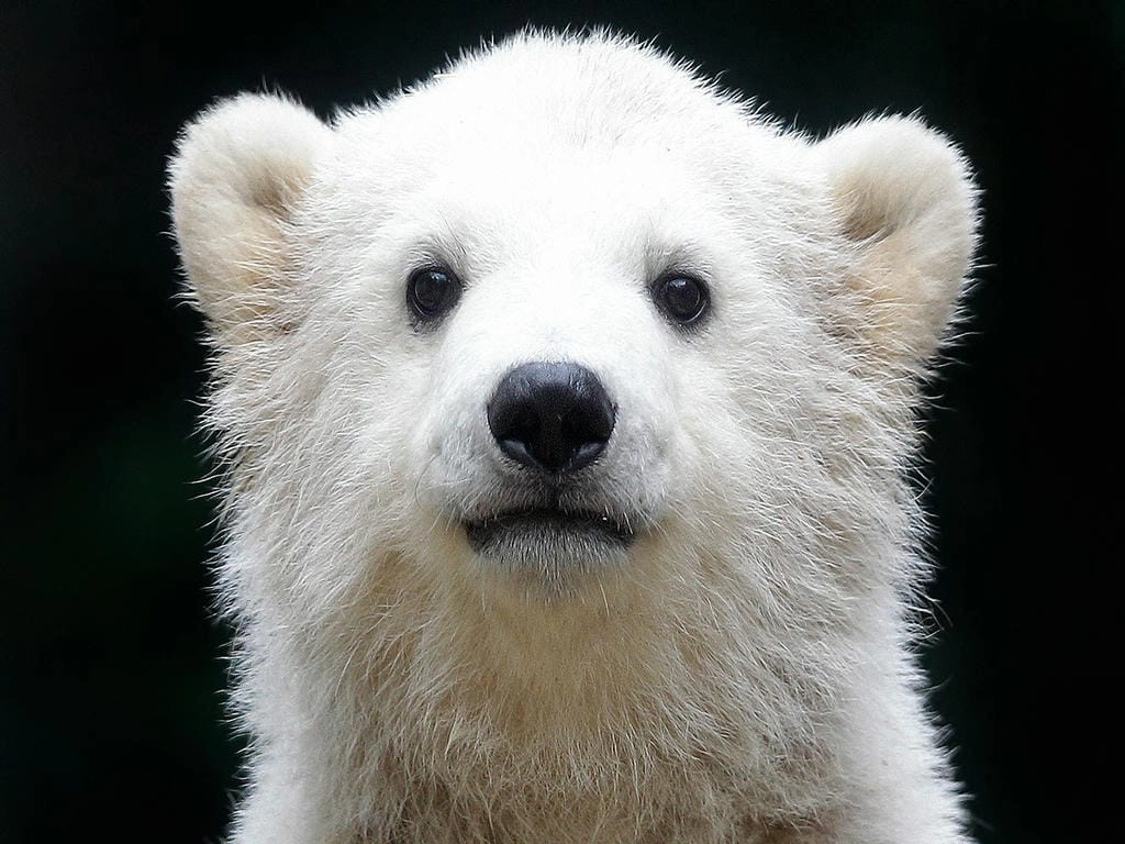 Hình nền máy tính cute gấu tuyết