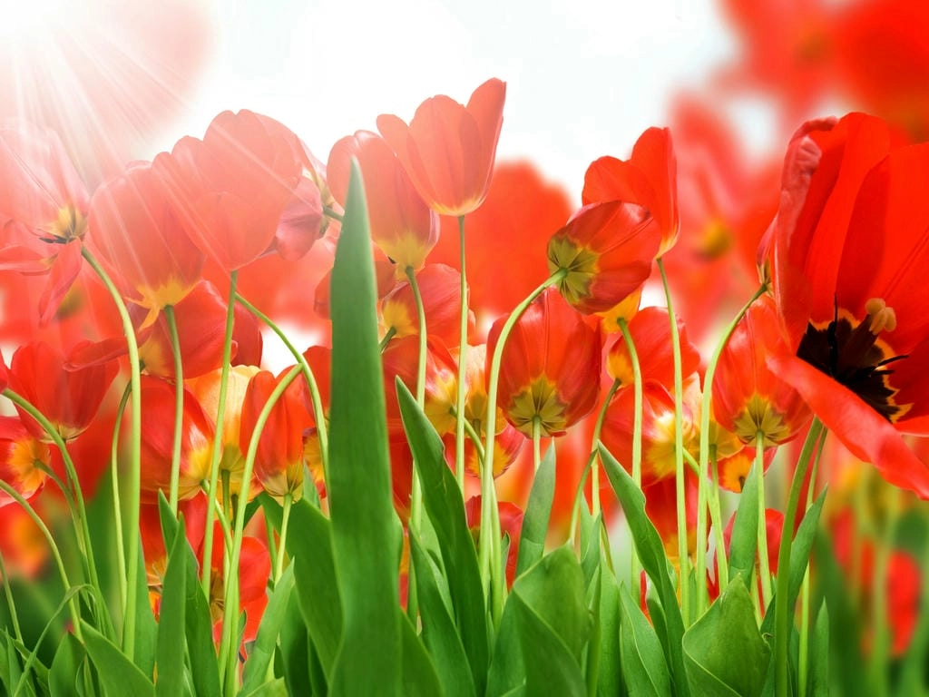 Hình nền máy tính để bàn hoa Tulip chill
