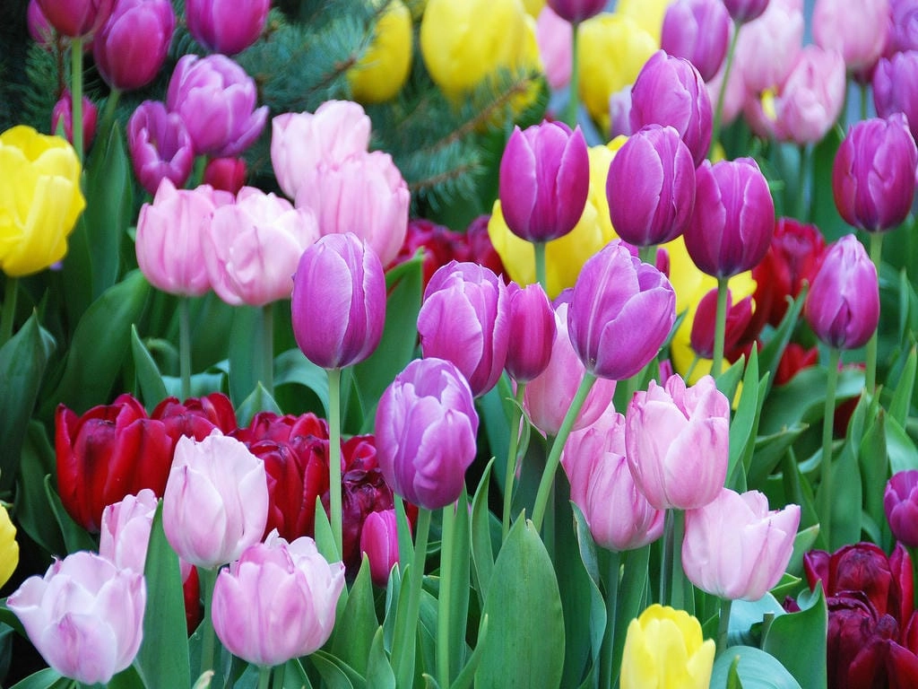 Hình nền máy tính hoa Tulip chill thư giãn