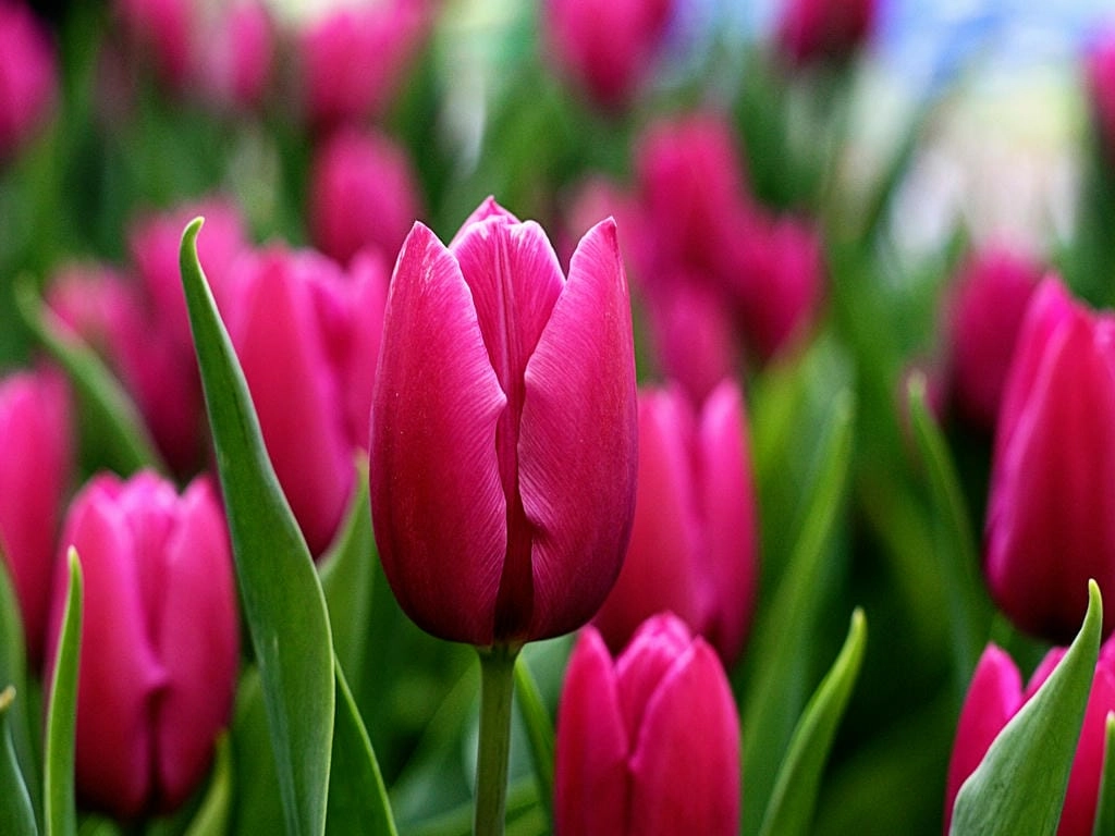 Hình nền máy tính hoa Tulip cute