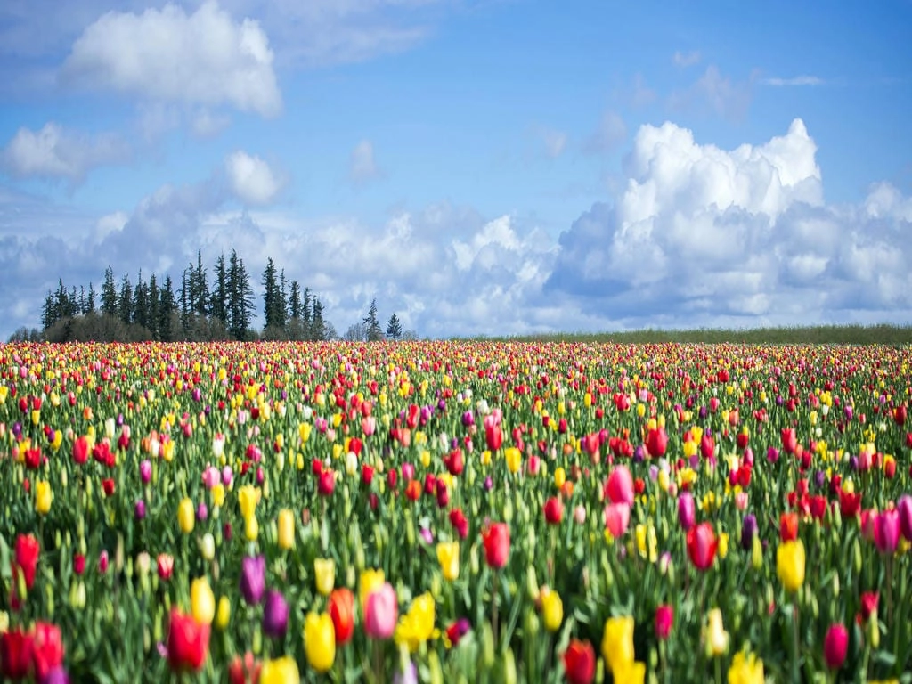 Hình nền máy tính hoa Tulip nghệ thuật cute