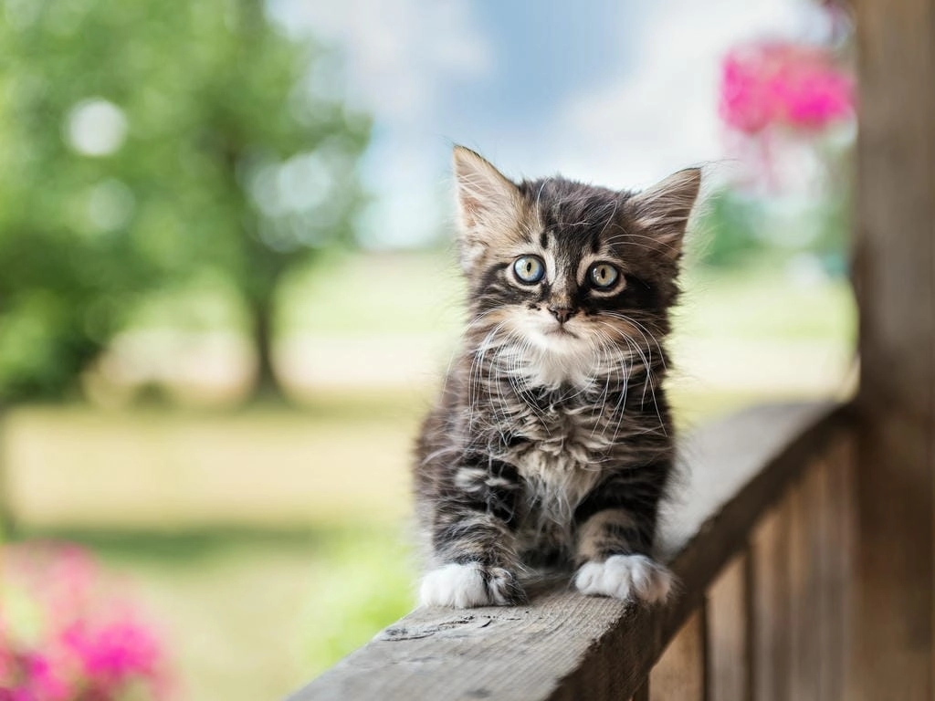Hình nền máy tính mèo chibi cute