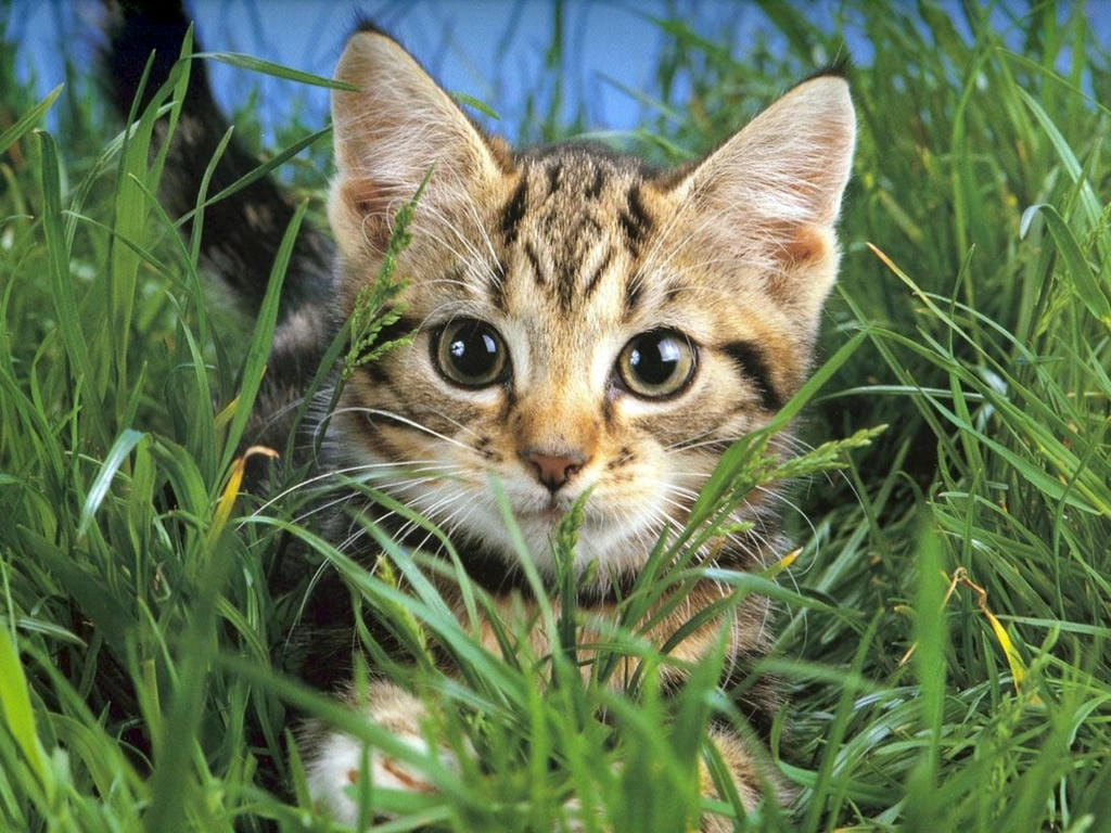 Hình nền máy tính mèo cute đáng yêu