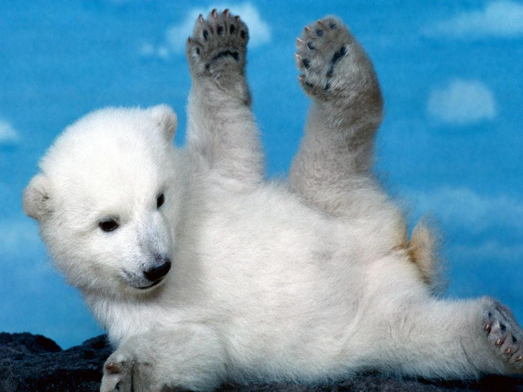 Hình nền máy tính phong cách gấu trắng cute