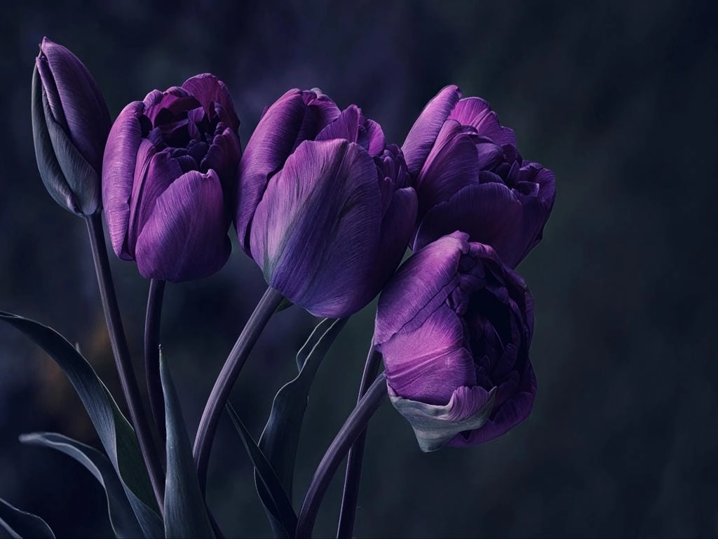 Hình nền máy tính phong cách hoa Tulip chill