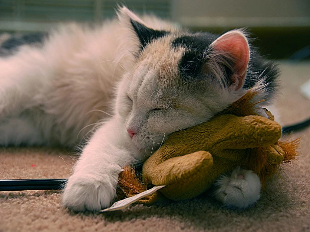 Hình nền mèo cute đáng yêu cho máy tính