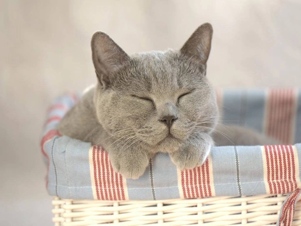 Hình nền mèo trắng cute cho máy tính