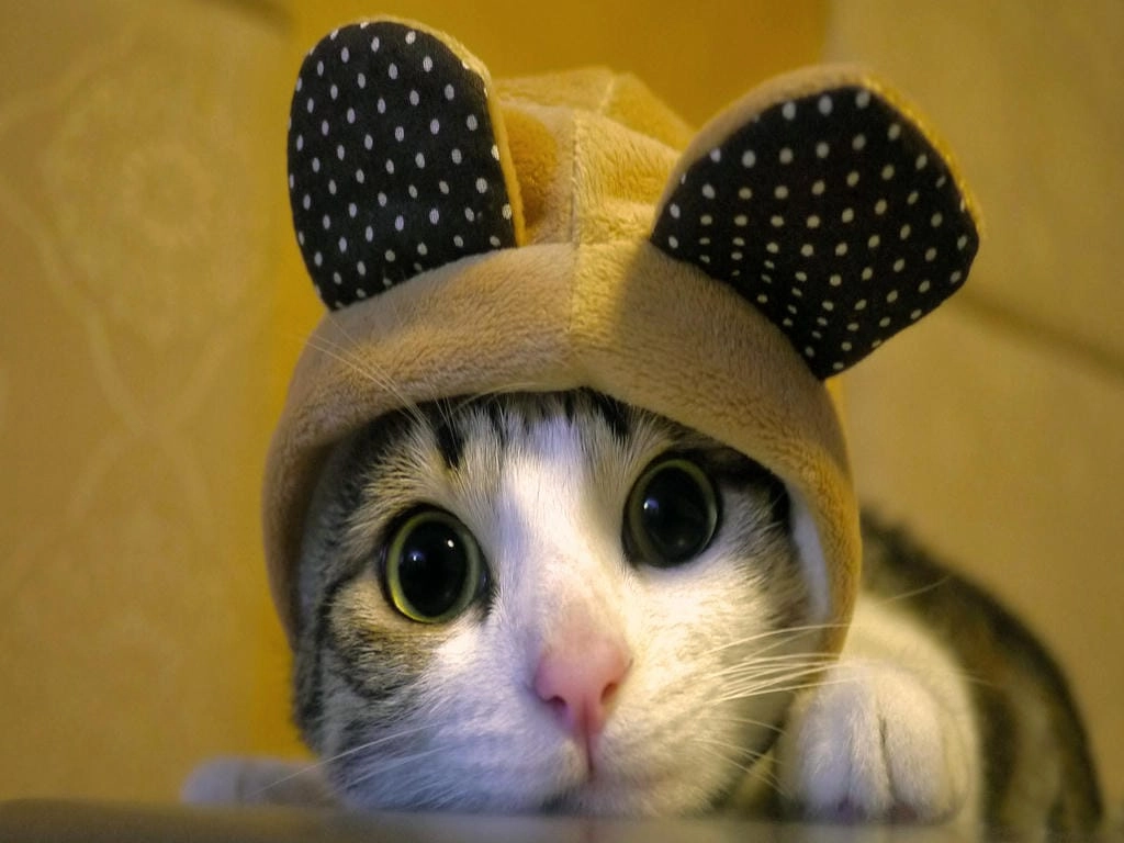 Hình nền mèo ú siêu cute cho máy tính
