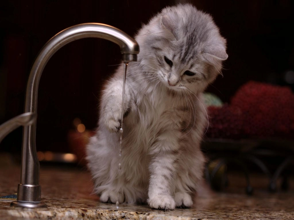 Hình nền mèo vô tri cute cho máy tính