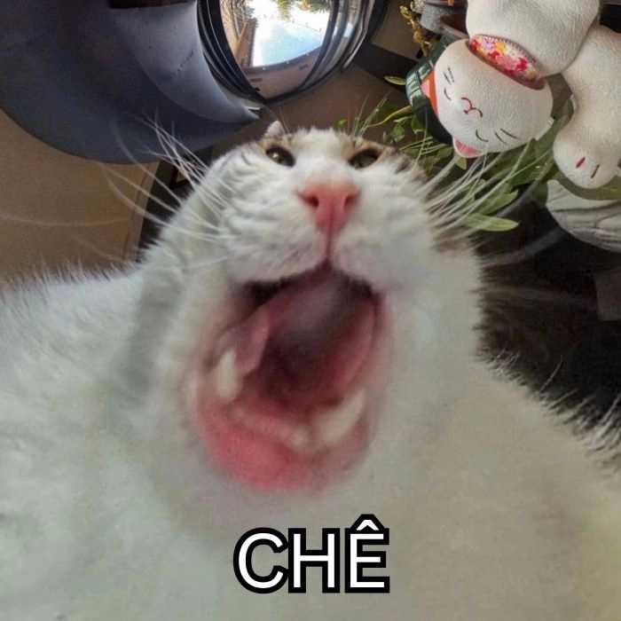 Ảnh chê meme độc lạ đầy sáng tạo