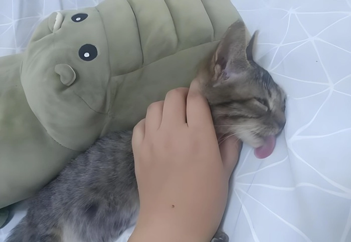 Ảnh chế meme thằng bé bị bóp cổ bá đạo