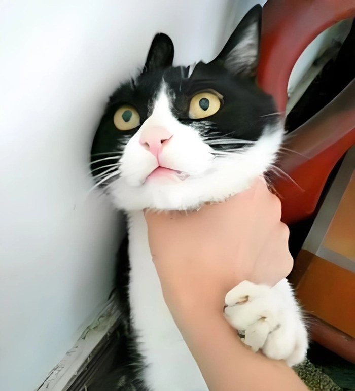 Ảnh meme bóp cổ thằng bé hài lầy