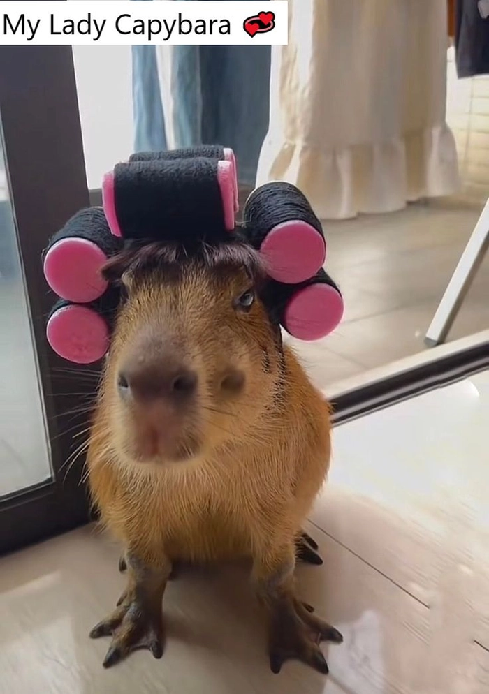 Ảnh meme capybara lầy lội