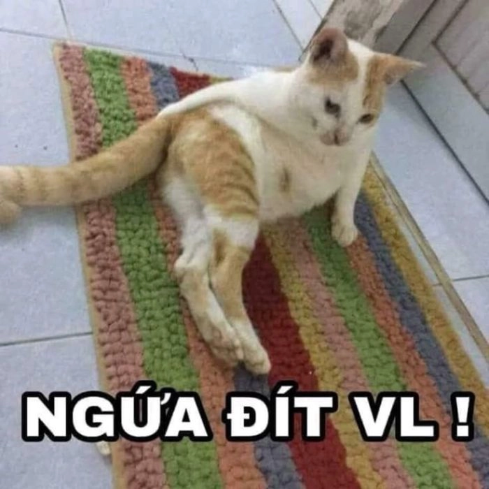 Ảnh meme chê vui nhộn đầy sáng tạo