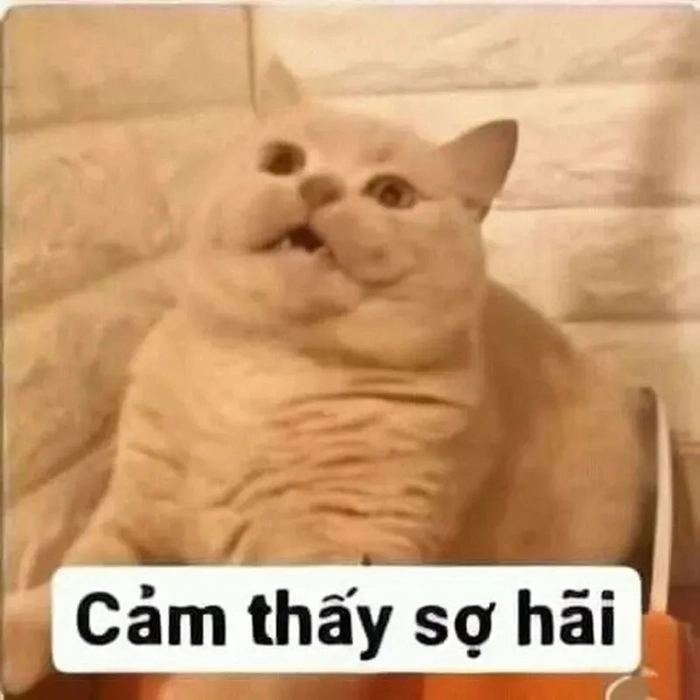 Ảnh meme con mèo sợ hãi đáng yêu