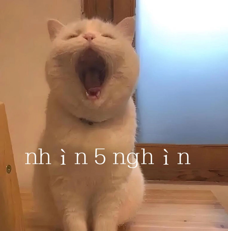 Ảnh meme đáng yêu hài hước cho mạng xã hội