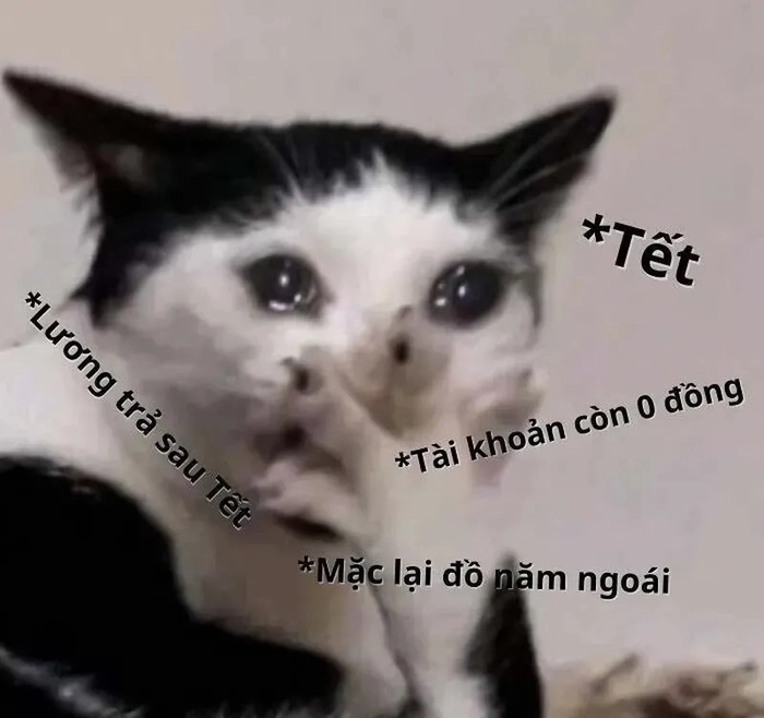 Ảnh meme hết tiền dễ thương đáng yêu
