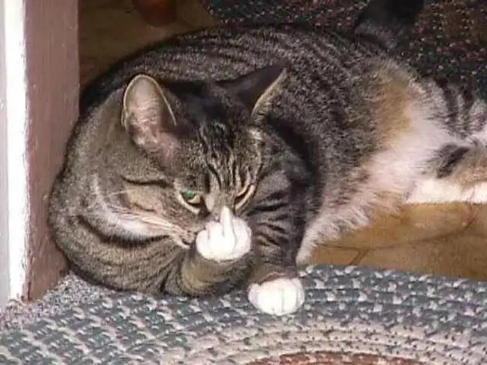 Ảnh meme ngón giữa cực chất lôi cuốn