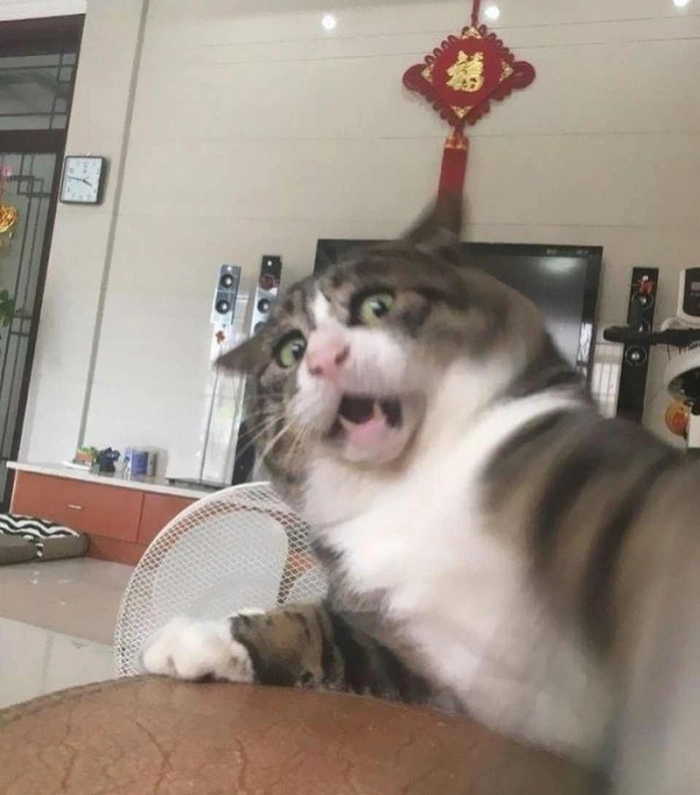 Ảnh meme sợ hãi siêu hài