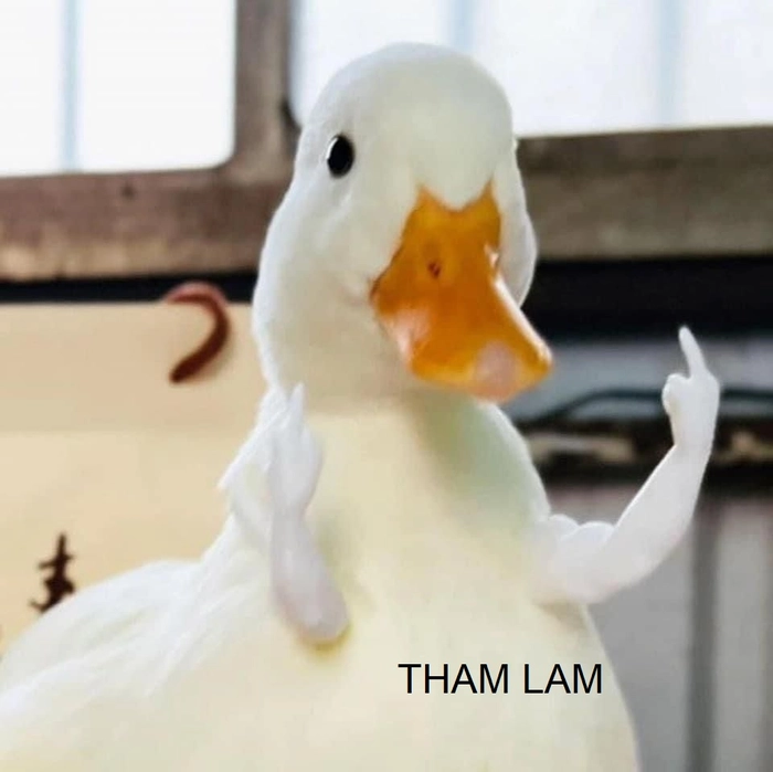 Ảnh meme tham lam độc đáo