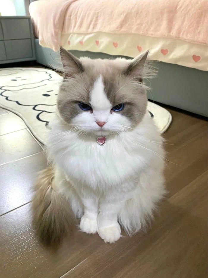 Ảnh mèo cute tức giận đáng yêu nhất