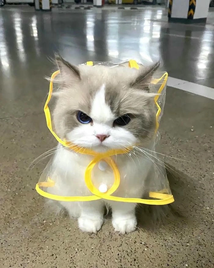 Ảnh mèo cute tức giận đáng yêu