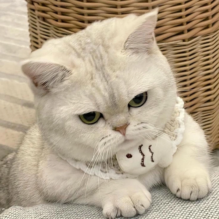 Ảnh mèo cute tức giận dễ thương