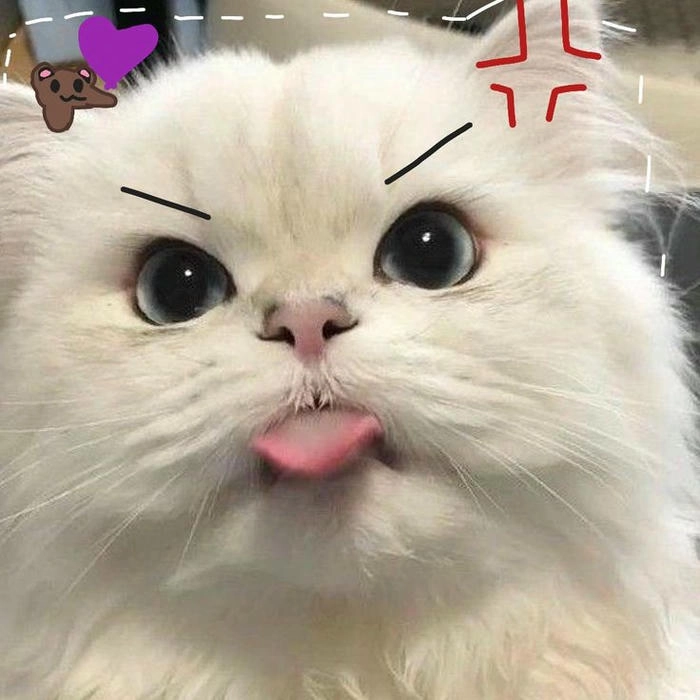 Ảnh mèo cute tức giận hài hước