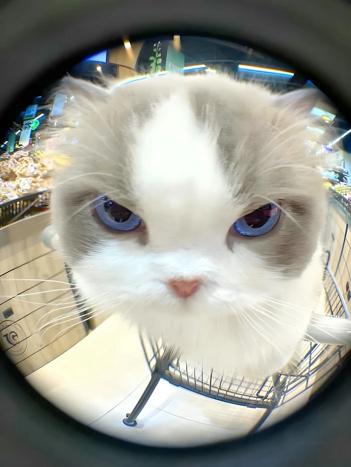 Ảnh mèo cute tức giận tinh nghịch