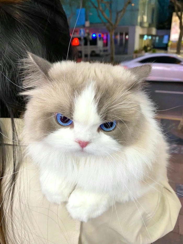 Ảnh mèo giận cute đáng yêu